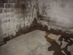 A damp, unfinished basement with mold on concrete walls and a puddle on the cement floor indicates water damage, making it crucial for thorough home inspections in Long Island to address such issues.